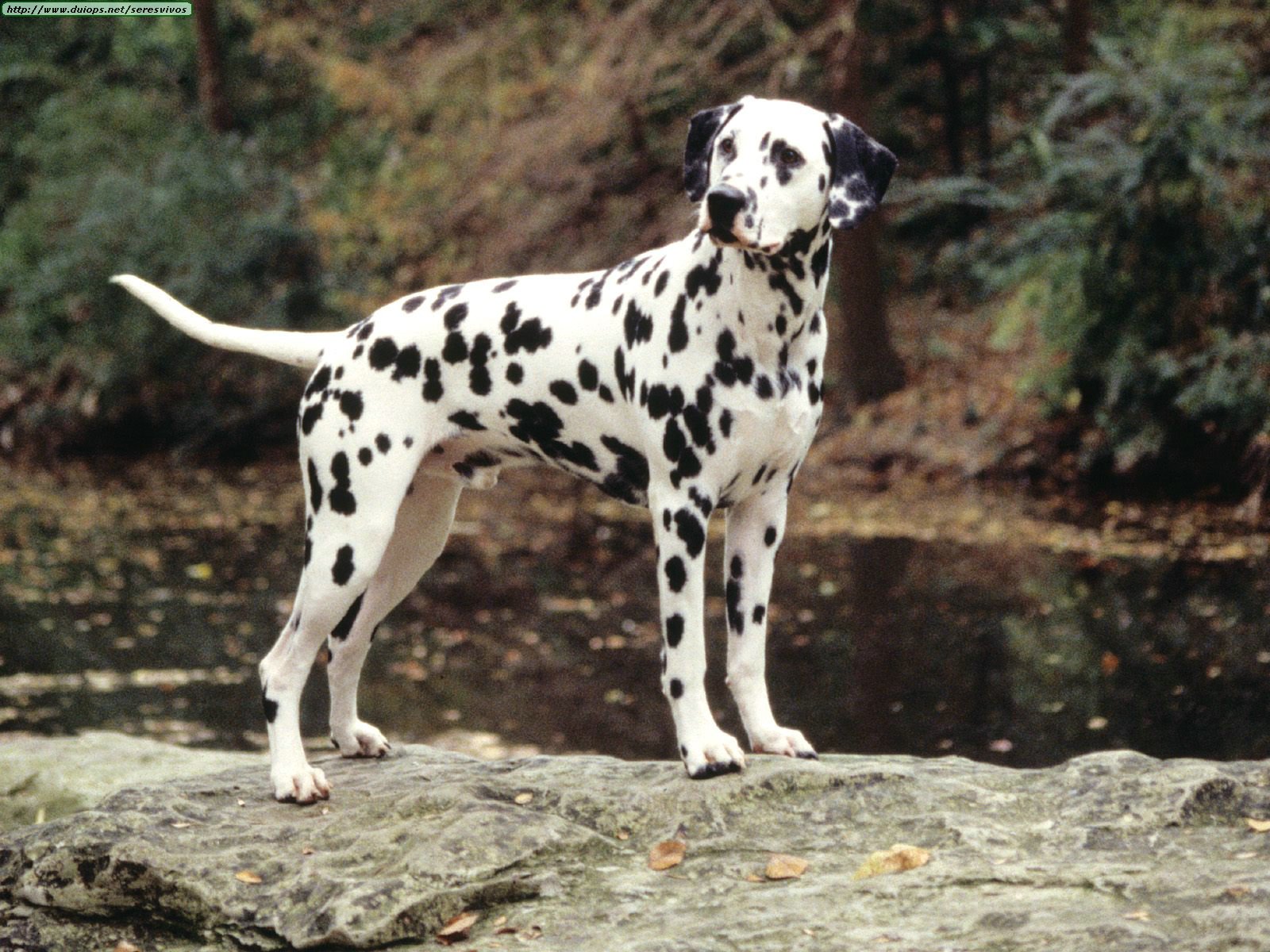 dalmatian print jeans
